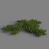 MT PM V78 Bryophyte 01 03