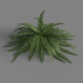 polyget Fern Var 3 1K