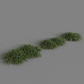 the "carpet" plant arctostaphylos manzanita