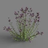MT PM V65 Origanum vulgare 01 06