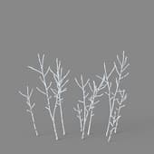 Acer negundo 01 06