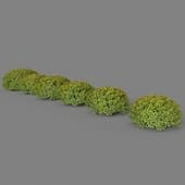 Spiraea japonica