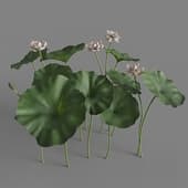 MT PM V69 Nelumbo nucifera 01 03