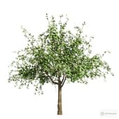 the apple tree.