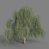 Salix Babylonica 03