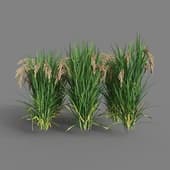 MT PM V38 Oryza sativa 01 09