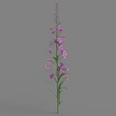 Epilobium angustifolium 04
