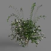 rose bush