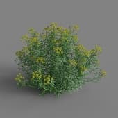 MT PM V65 Euphorbia palustris 01 06