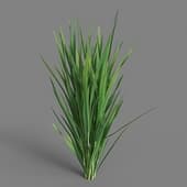 MT PM V38 Oryza sativa 01 05