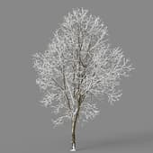Ash-tree 07 winter(15 5m)