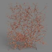 MT PM V68 Parthenocissus semicordata 01 03