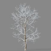 Firmiana platanifolia 01 02