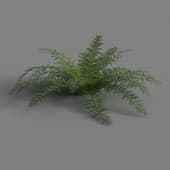 polyget Fern Var 1 1K