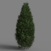 Platycladus orientalis 02 01