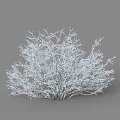 Shrub glauca 01 03