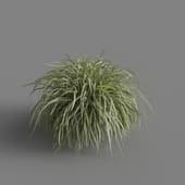 MT PM V69 Miscanthus sinensis Variegatus 01 06