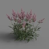MT PM V65 Astilbe chinensis 01 06
