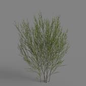 MT PM V79 Salix cheilophila 01 01