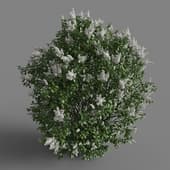 lush white lilac bush