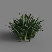 MT PM V69 Narcissus tazetta 01 06