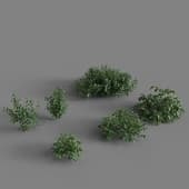 bushes 3