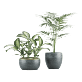 Dieffenbachia lush,palm tree Howea