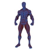 spiderman is a muscular character (hero character)