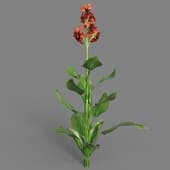 Canna Indica 02