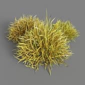 087 Decorative grass v3
