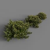 bushes 1