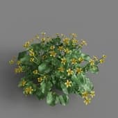 MT PM V65 Caltha palustris 01 06