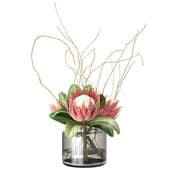 Plant267
