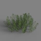 MT PM V85 Artemisia abrotanum 01 05