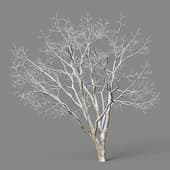 Acer saccharum 01 01