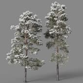 Pinus sylvestris 12,14m winter