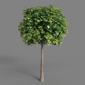 AM093 tree