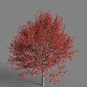 MT PM V76 Nyssa sinensis 01 05