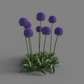MT PM V66 Allium giganteum 01 06