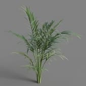 Chamaedorea elegans 03