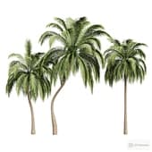 palm trees