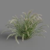 Hordeum jubatum 01 08