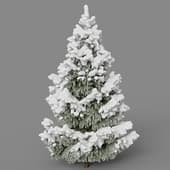fir winter5
