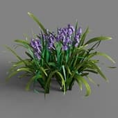 Iris 031
