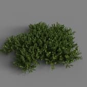 MT PM V78 Bryophyte 01 04