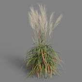 Miscanthus purpurascens 01 05