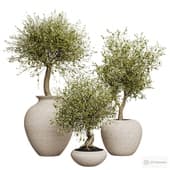 olives with fruits (olives) in ceramic vases.