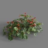 MT PM V68 Tropaeolum majus 01 06