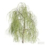 willow tree