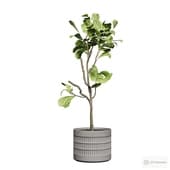 indoor plant ficus lirata.